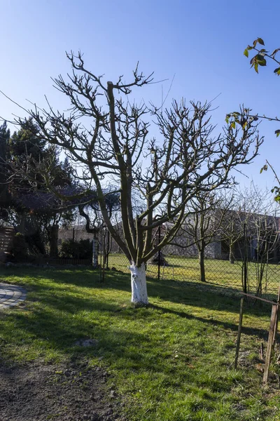 Manzano Cuidado Esperando Primavera — Foto de Stock