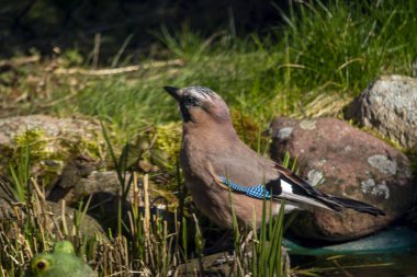 Avrasya Jay, Jay, Palamut Jay. Karga familyasından bir kuş türü..