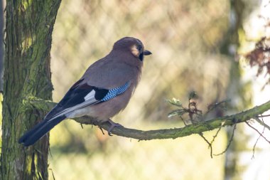 Avrasya Jay, Jay, Palamut Jay. Karga familyasından bir kuş türü..