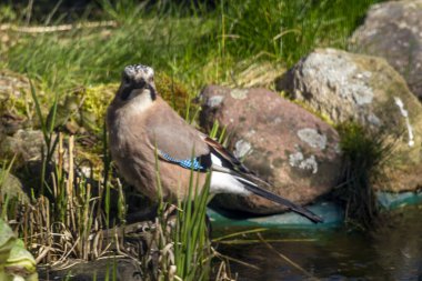 Avrasya Jay, Jay, Palamut Jay. Karga familyasından bir kuş türü..