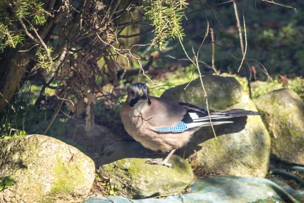 ユーラシア ジェイ ジェイ アコーン ジェイ カラス科の中鳥の一種 — ストック写真