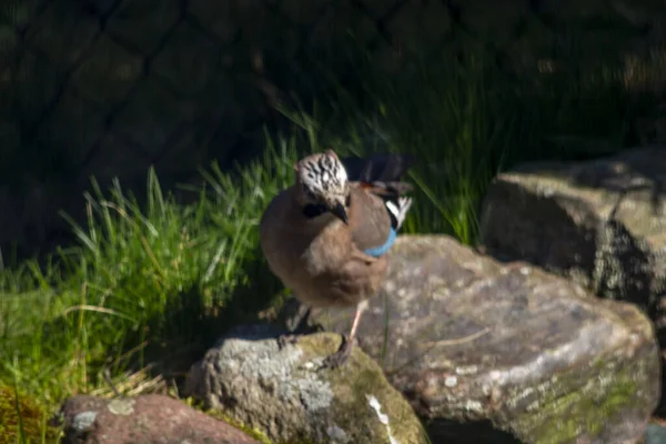 Eichelhäher Eichelhäher Eichelhäher Eine Mittelgroße Vogelart Aus Der Familie Der — Stockfoto