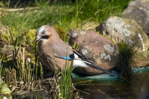 Arrendajo Euroasiático Arrendajo Arrendajo Bellota Una Especie Ave Mediana Familia — Foto de Stock