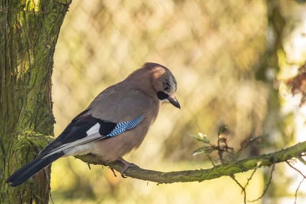 Eichelhäher Eichelhäher Eichelhäher Eine Mittelgroße Vogelart Aus Der Familie Der — Stockfoto