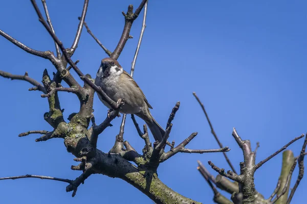 Haussperling Sperling Eine Kleinvogelart Aus Der Familie Der Sperlinge Die — Stockfoto