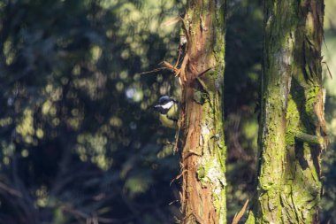 Bir meme faresi. Yoldan geçen kuşlar ailesi..