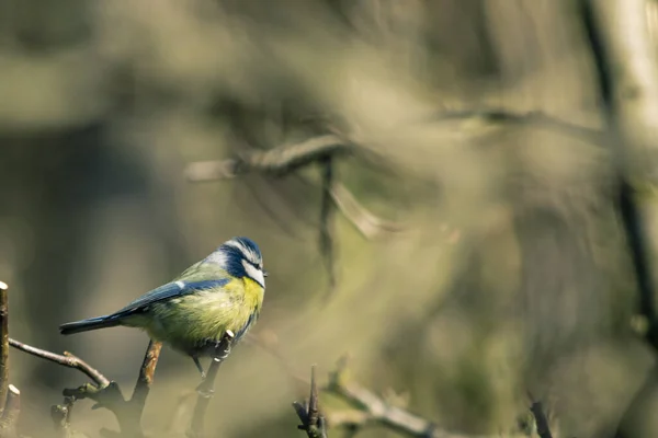 タイトマウス パッセリンの鳥の家族 — ストック写真