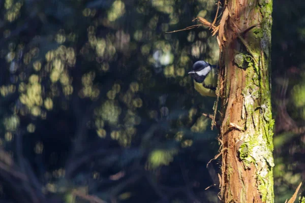タイトマウス パッセリンの鳥の家族 — ストック写真