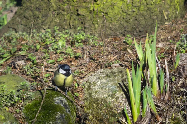 Een Titelmuis Een Familie Van Zangvogels — Stockfoto