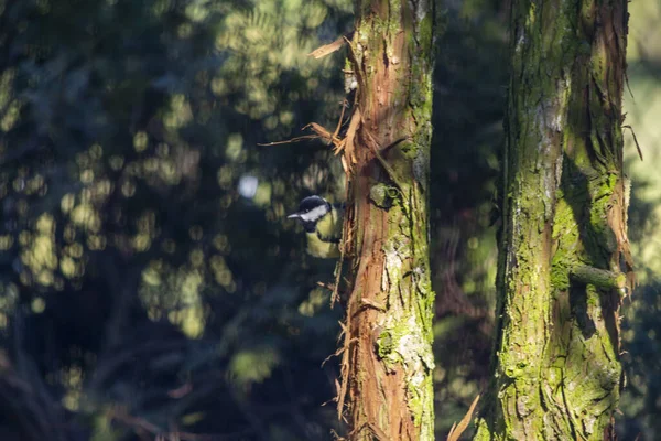 Une Mésange Une Famille Oiseaux Passereaux — Photo