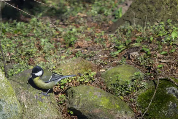 Titmouse Uma Família Pássaros Passeriformes — Fotografia de Stock