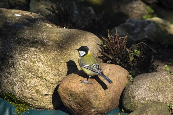 Titmouse Uma Família Pássaros Passeriformes — Fotografia de Stock