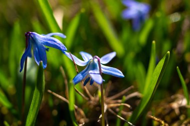 Sibirya Squill kuşkonmaz familyasına ait uzun ömürlü bir tür..
