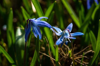 Sibirya Squill kuşkonmaz familyasına ait uzun ömürlü bir tür..