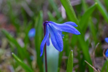 Sibirya Squill kuşkonmaz familyasına ait uzun ömürlü bir tür..