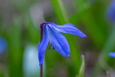 Sibirya Squill kuşkonmaz familyasına ait uzun ömürlü bir tür..