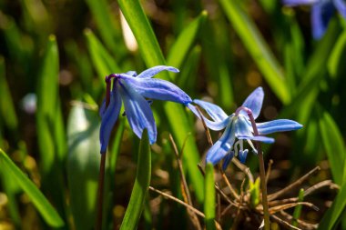 Sibirya Squill kuşkonmaz familyasına ait uzun ömürlü bir tür..