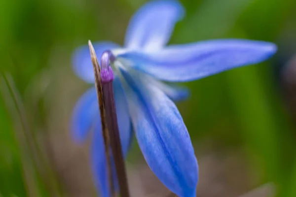 Sibiřský Squill Druh Trvalky Čeledi Chřestu — Stock fotografie