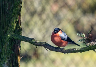 Avrasya Jay, Jay, Palamut Jay. Karga familyasından bir kuş türü..