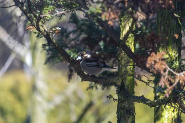 Hawfinch Comedor Pigmeu Hawkweed Eurasiano Uma Espécie Ave Pequena Família — Fotografia de Stock