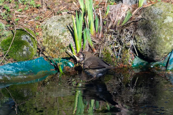 Drosselsänger Sänger Eine Mittelgroße Vogelart Aus Der Familie Der Drossel — Stockfoto