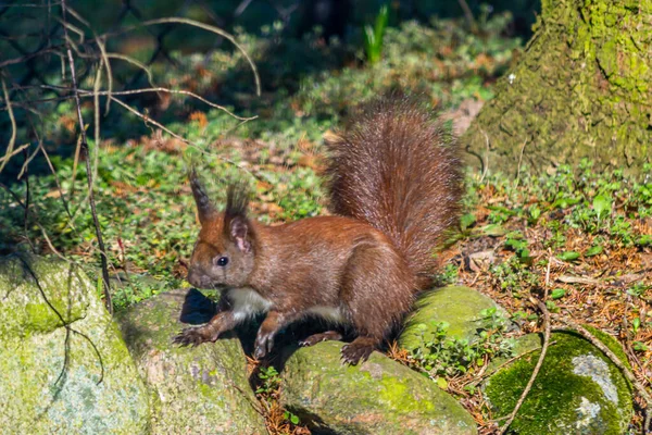 Écureuil Dans Une Fourrure Printemps Parmi Les Pierres — Photo