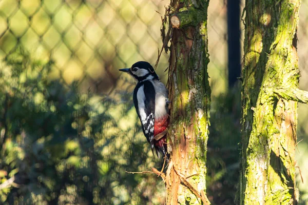 Gran Pájaro Carpintero Moteado Gran Pájaro Carpintero Moteado Una Especie — Foto de Stock