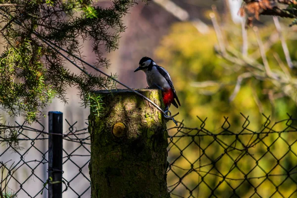 Picchio Maculato Grande Picchio Maculato Maggiore Una Specie Uccello Medio — Foto Stock