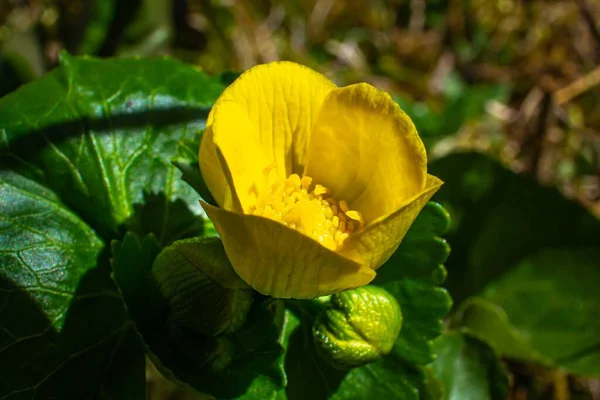 Buttercup Une Espèce Plante Herbacée Appartenant Famille Des Glaucomes — Photo