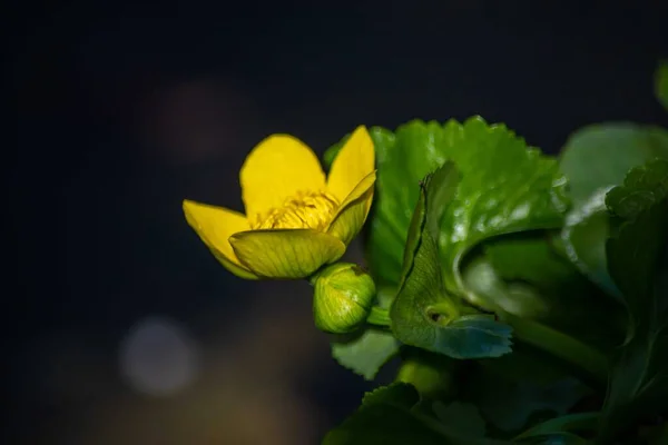 Buttercup Druh Bylinné Rostliny Čeledi Glaukom — Stock fotografie