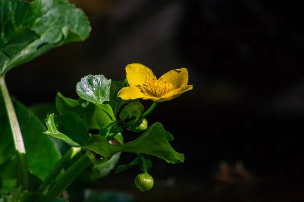 Buttercup Druh Bylinné Rostliny Čeledi Glaukom — Stock fotografie