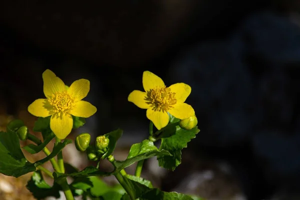 Buttercup Вид Трав Янистих Рослин Належать Сімейства Глаукоми — стокове фото