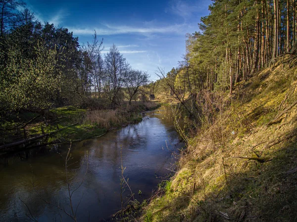 Une Promenade Long Rivière Sauvage Grabia Pologne — Photo