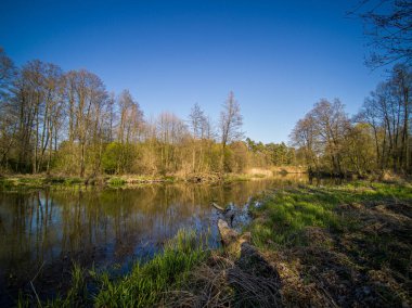 Polonya 'da küçük, vahşi bir nehrin üzerinden uçuyor..