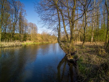 Polonya 'da küçük, vahşi bir nehrin üzerinden uçuyor..