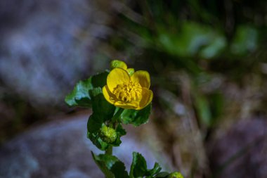 Düğünçiçeği, glokom familyasına ait bir bitki türü..