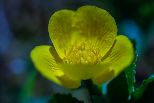 Buttercup Une Espèce Plante Herbacée Appartenant Famille Des Glaucomes — Photo