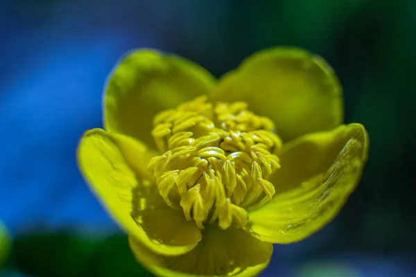 Buttercup Una Specie Pianta Erbacea Appartenente Alla Famiglia Dei Glaucoma — Foto Stock