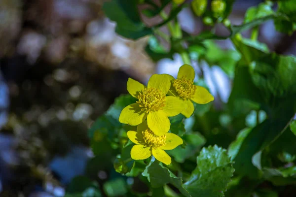 Buttercup Вид Трав Янистих Рослин Належать Сімейства Глаукоми — стокове фото