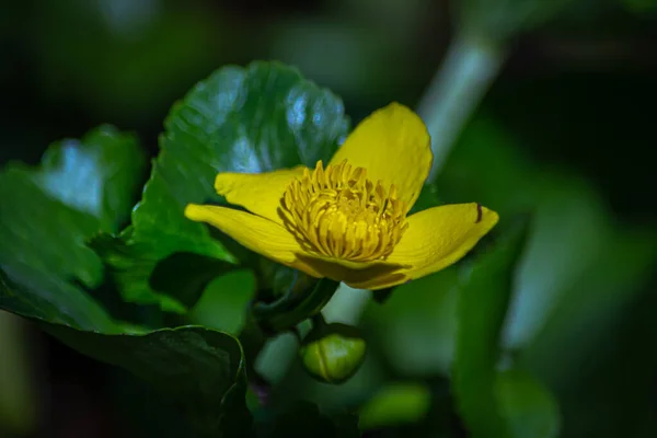 Buttercup Une Espèce Plante Herbacée Appartenant Famille Des Glaucomes — Photo