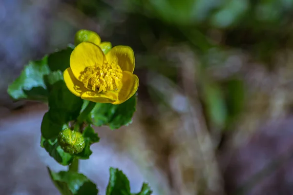 Buttercup Вид Трав Янистих Рослин Належать Сімейства Глаукоми — стокове фото