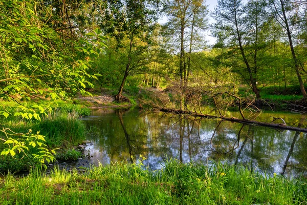 Река Грабия Протекающая Центральной Польше — стоковое фото