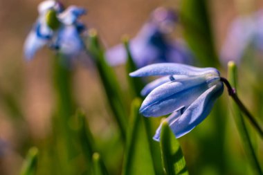 Sibirya Squill kuşkonmaz familyasına ait uzun ömürlü bir tür..