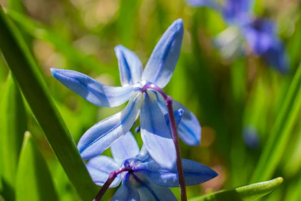 Sibiřský Squill Druh Trvalky Čeledi Chřestu — Stock fotografie