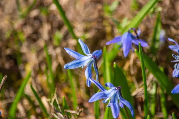 Siberian Squill Species Perennial Belonging Asparagus Family — Stock Photo, Image