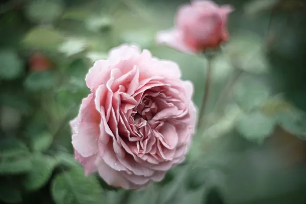 Rose Drottningen Blommor — Stockfoto