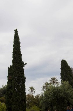 Ağaçlar çevreye yarar. Eğlence parkı. Bulutlu gökyüzünde park manzarası. Palmiye ağaçları ve diğer tropik egzotik bitkilerle park manzarası. Parkta yeşil ağaçlar. Doğa ve çevrenin korunması.