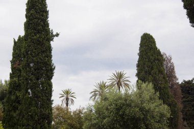 Havadaki kirleticileri emiyor. Parkta yeşil ağaçlar. Eğlence parkı. Bulutlu gökyüzünde park manzarası. Palmiye ağaçları ve diğer tropik egzotik bitkilerle park manzarası. Doğa ve çevrenin korunması.