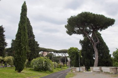 Yeşil bir çevrede yaşıyor. Bulutlu gökyüzünde park manzarası. Palmiye ağaçları ve diğer tropik egzotik bitkilerle park manzarası. Parkta yeşil ağaçlar. Eğlence parkı. Doğa ve çevrenin korunması.