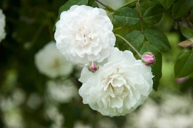 Doğal kokulu. Çiçekli bahçe gülleri. Park bahçesinde çiçek açan gül çiçekleri. Yazın çiçek açan gül çalıları. Yaz bahçesinde çiçek açan çiçekler. Yaz çiçekleri.